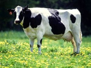 cow