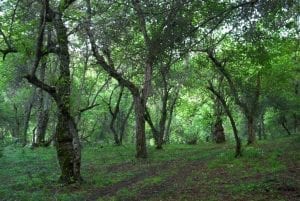 forest of nepal