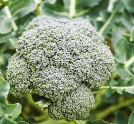 save environment eating crops